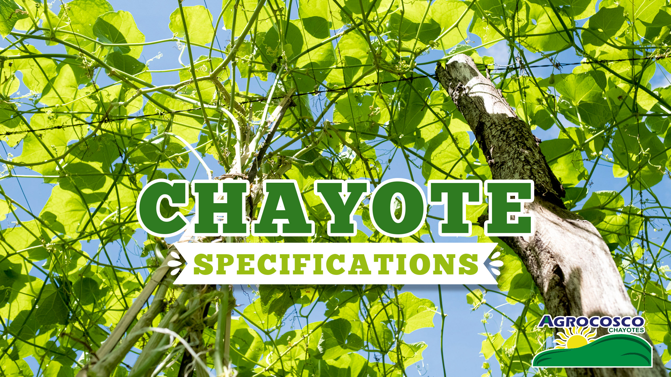 Chayote specifications