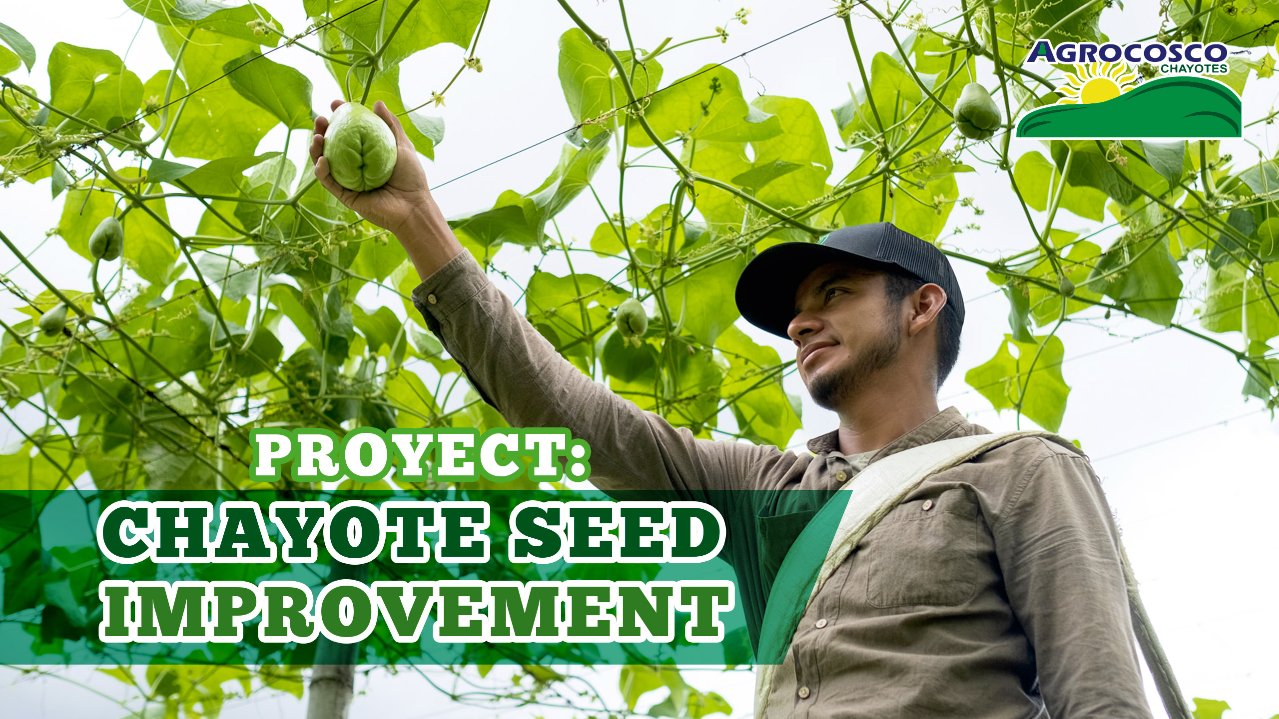 Proyect: Chayote Seed Improvement