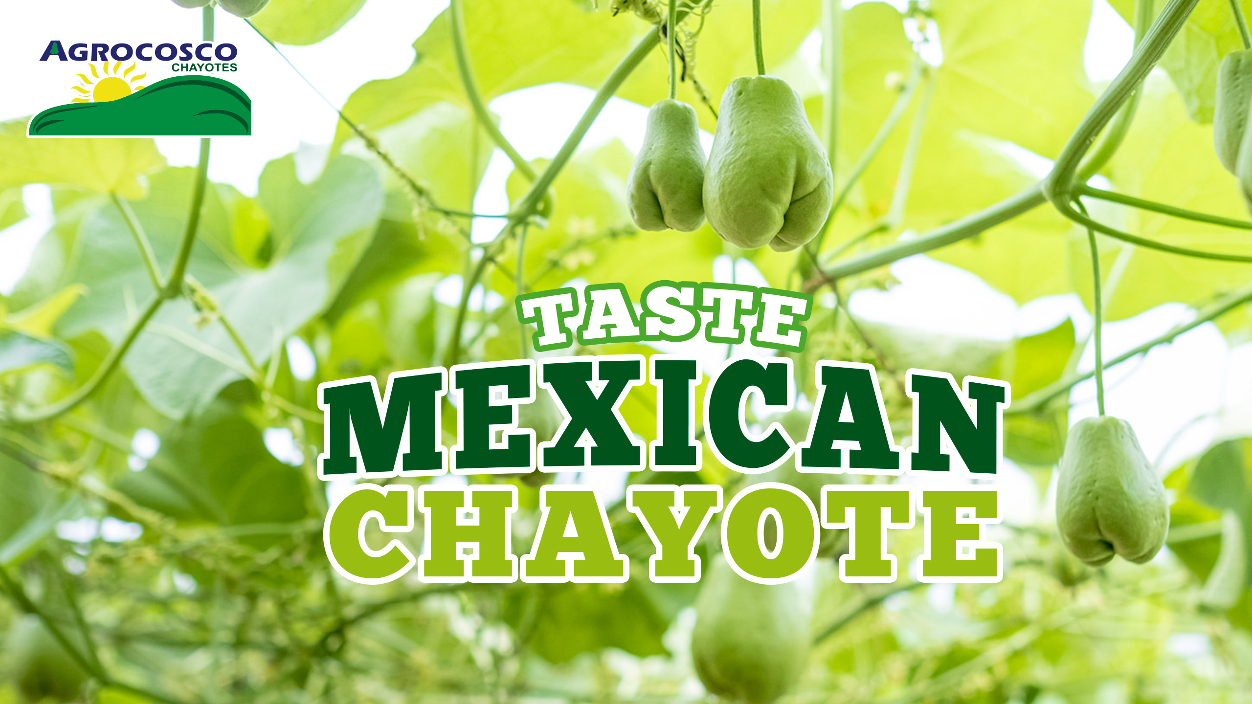 Taste Mexican Chayote