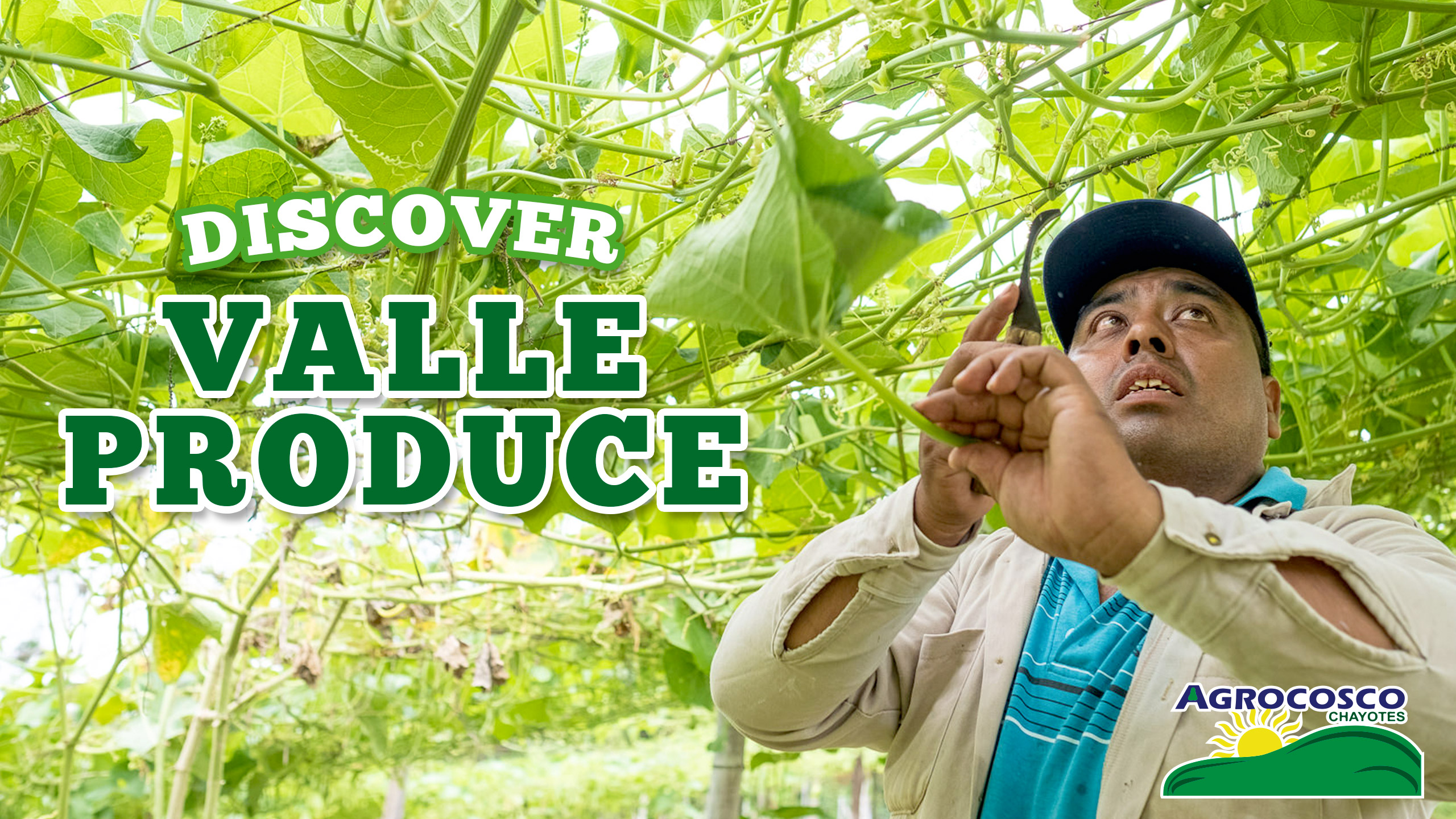 Discover Valle Produce