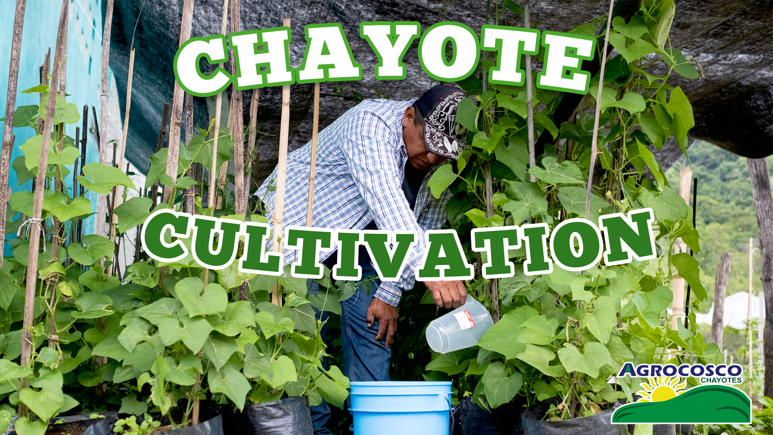 Chayote cultivation