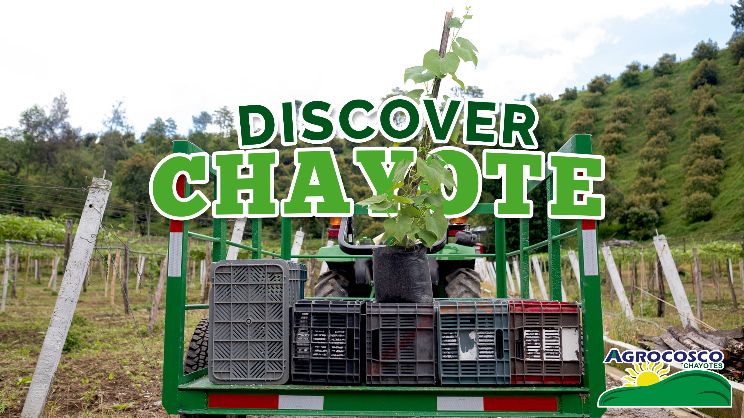 Discover Mexican Chayote